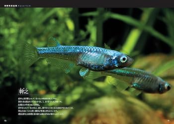 洋書　Atlas of KILLIFISHES（メダカ）　大型本 洋書 Atlas of KILLIFISHES（メダカ） 大型本